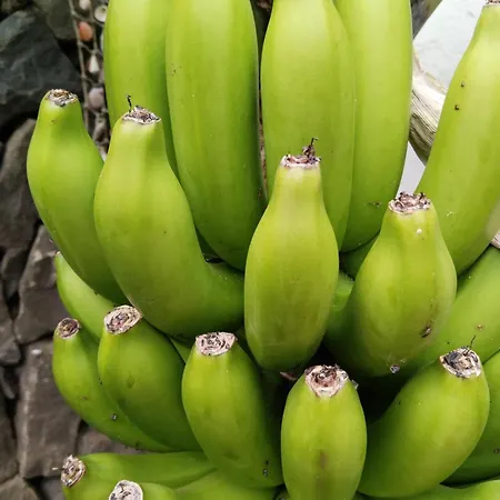 Lejlighed Happy Garachico (Tenerife)