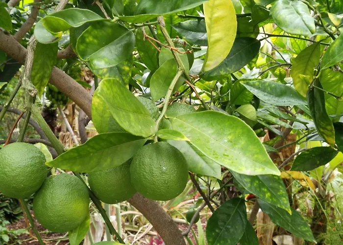 Апартаменты Happy