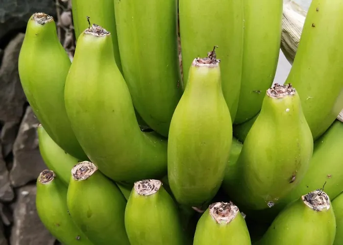 Апартаменты Happy Гарачико